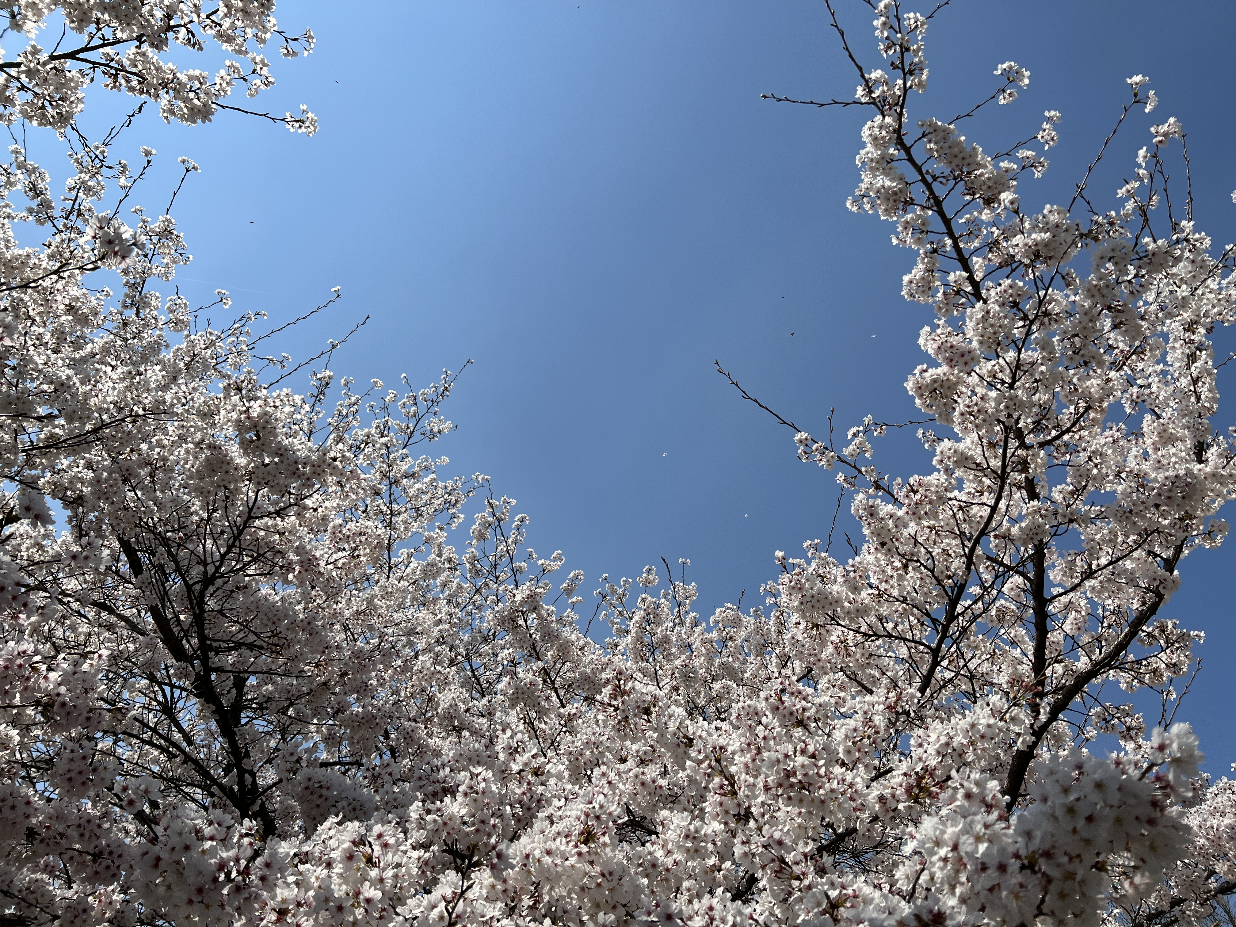 리트리버와 산책
