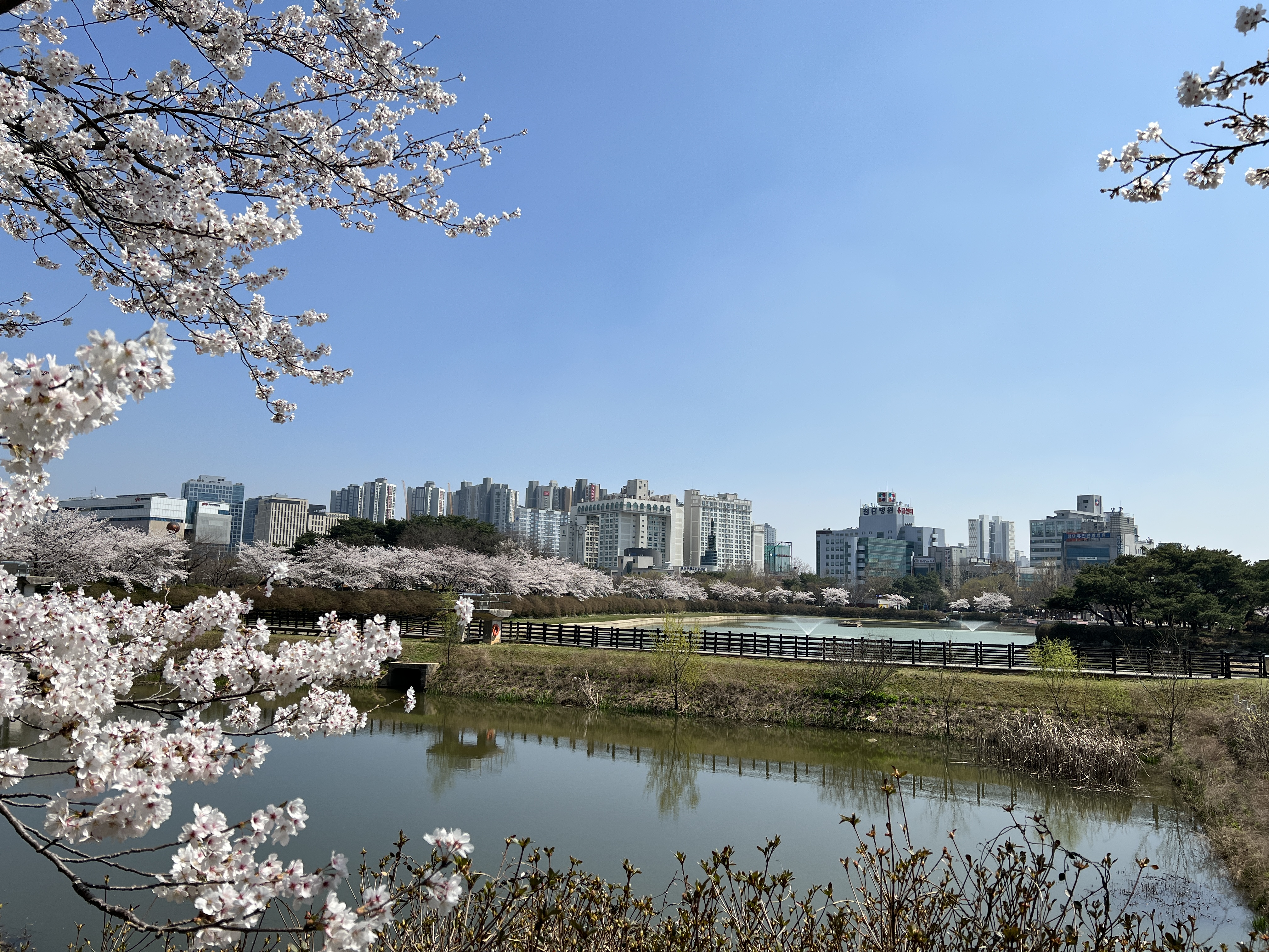 리트리버와 산책