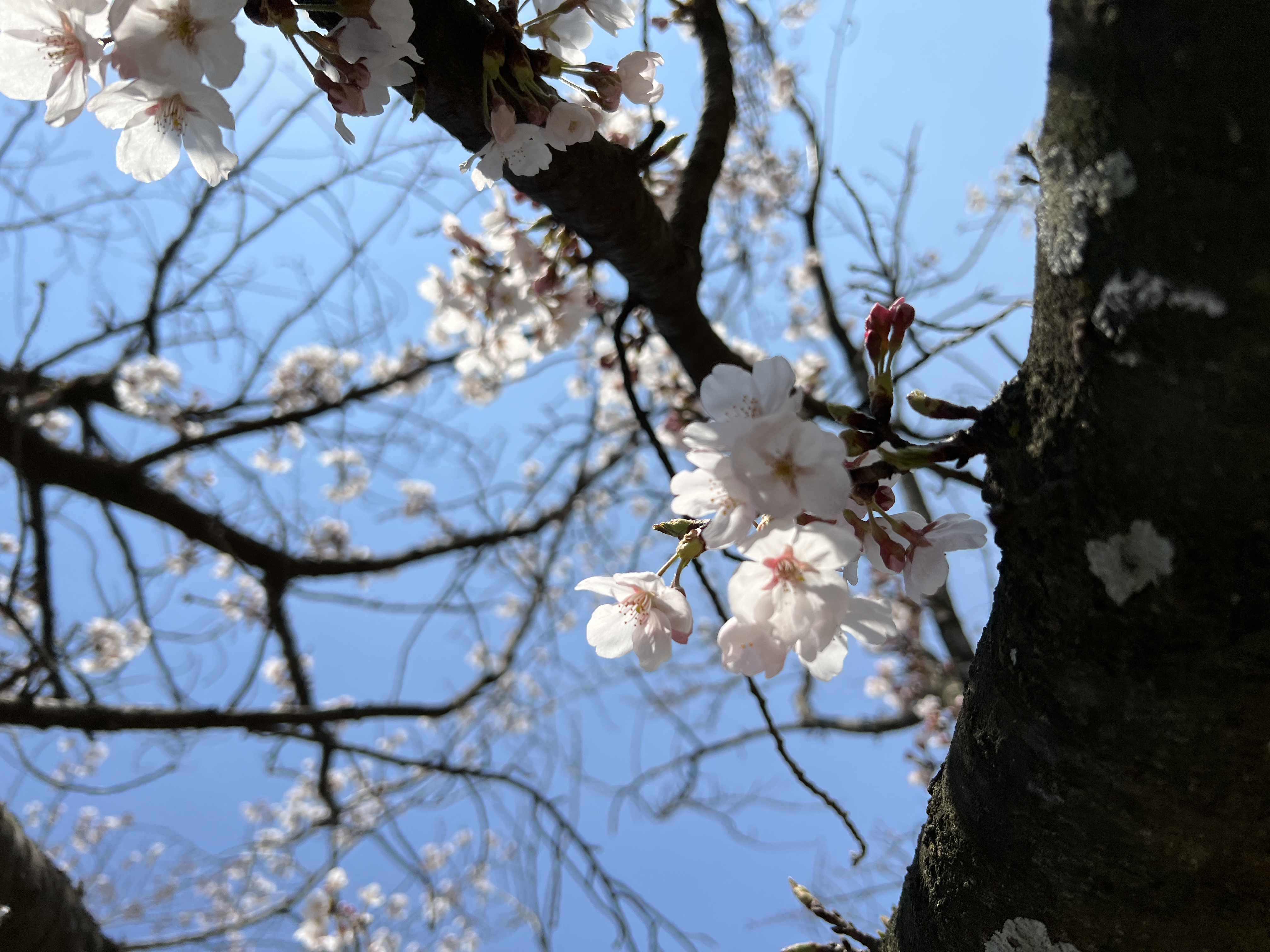리트리버와 산책