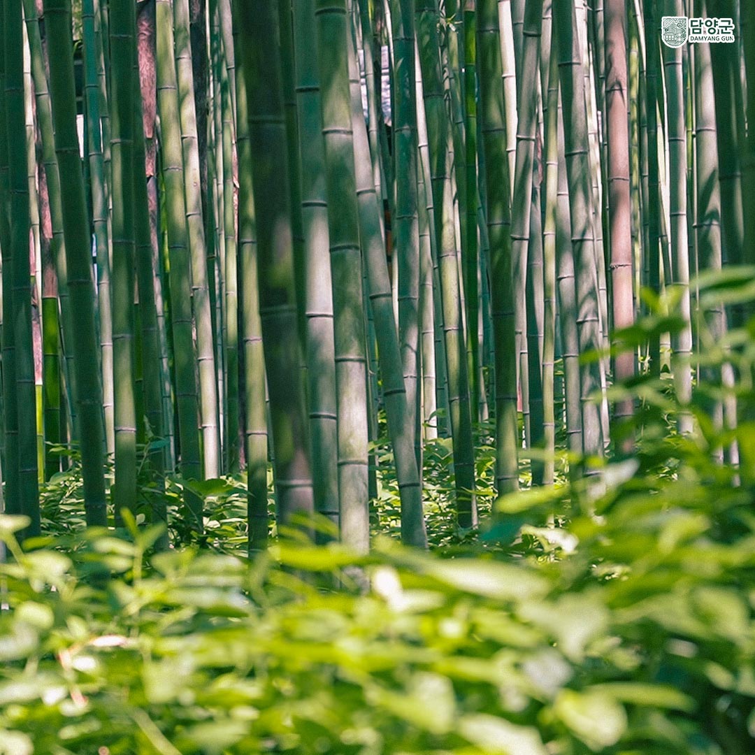 죽녹원 대나무 힐링 투어와 족욕 체험🌿