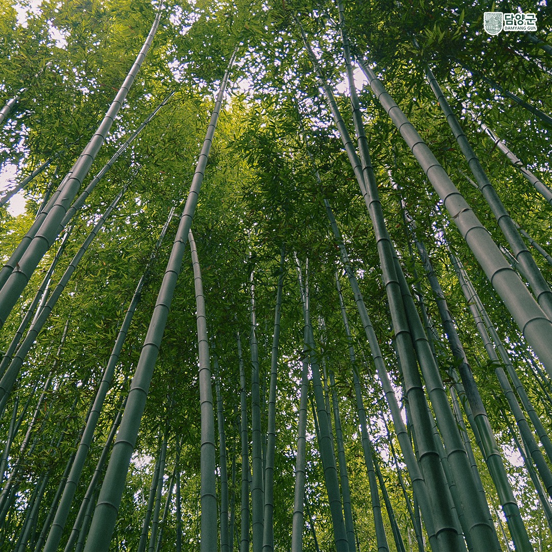 죽녹원 대나무 힐링 투어와 족욕 체험🌿