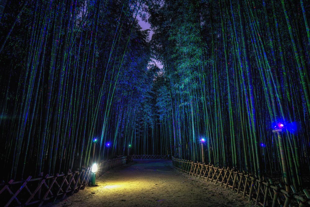 담양 별빛・달빛야행 (夜行)✨