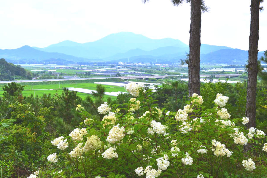 담양군 [여름 꽃 축제] 담양 민간정원 죽화경, 제3회 유럽 수국 축제 개최! 🌼
