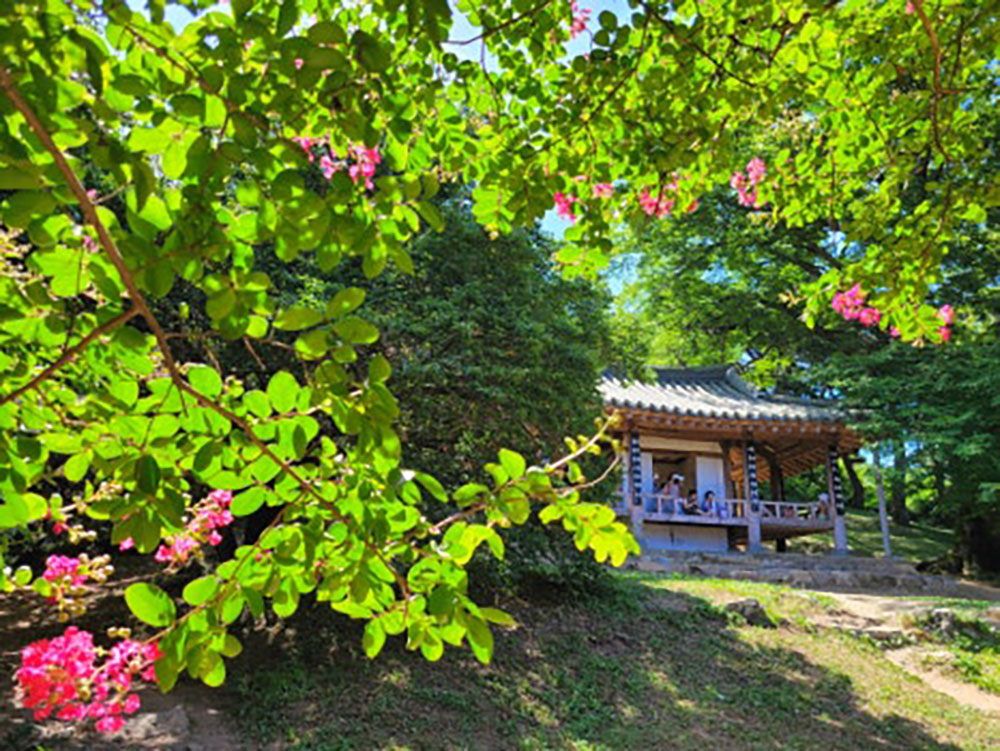 담양군 [전남 백일홍 명소] 백일홍 개화! 핑크빛으로 물든 명옥헌원림으로 놀러오세요!