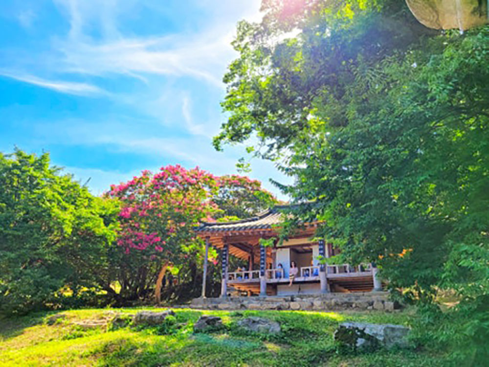 담양군 [전남 백일홍 명소] 백일홍 개화! 핑크빛으로 물든 명옥헌원림으로 놀러오세요!