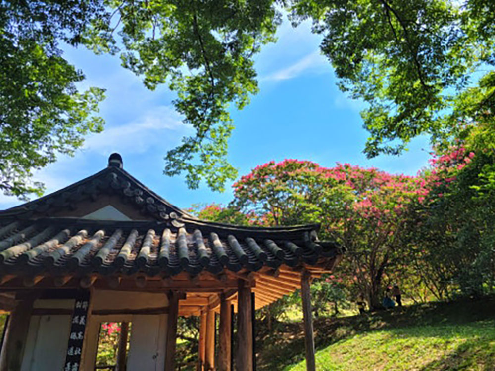 담양군 [전남 백일홍 명소] 백일홍 개화! 핑크빛으로 물든 명옥헌원림으로 놀러오세요!